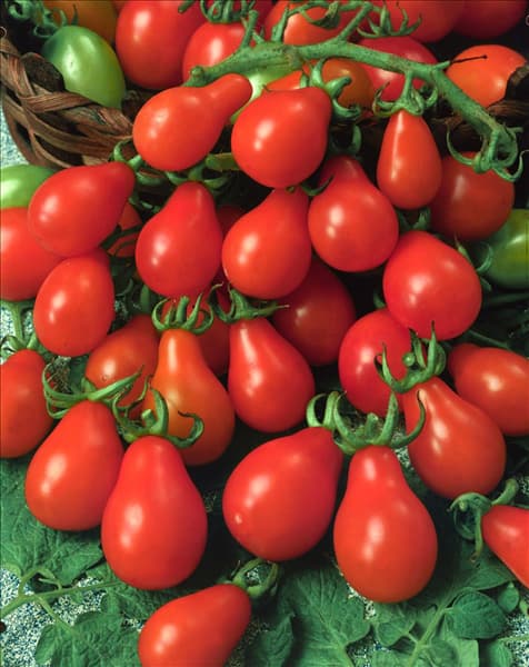 Tomaten RED PEAR