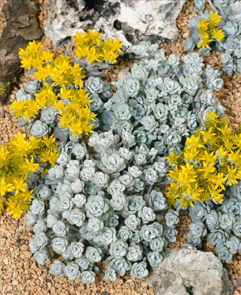Sedum spathulifolium Cape Blanco