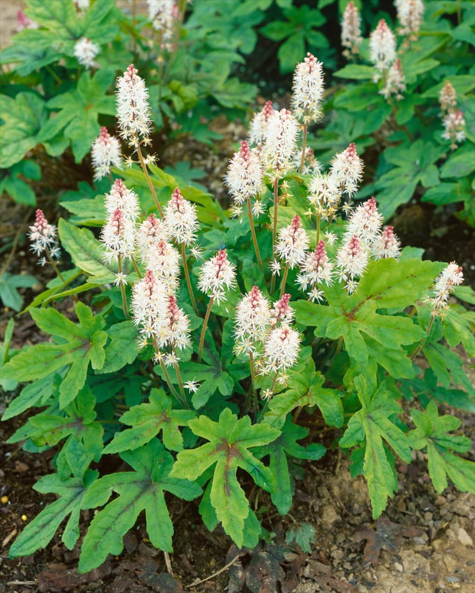 Tiarella Spring Symphony