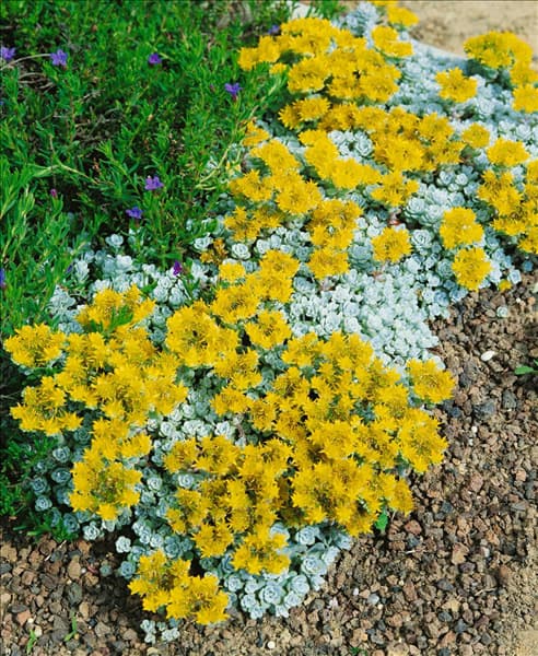 Sedum spathulifolium Cape Blanco