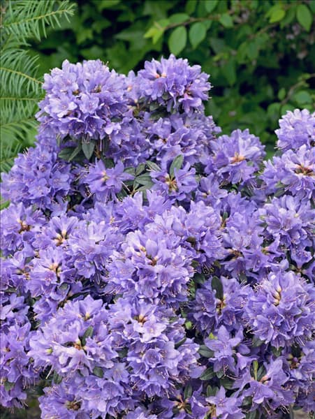 Rhododendron impeditum Blue Tit Magor