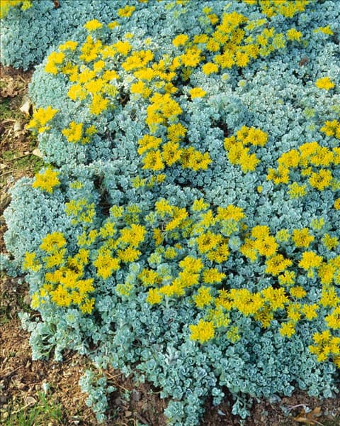Sedum spathulifolium Cape Blanco