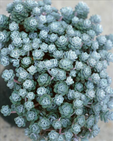 Sedum spathulifolium Cape Blanco