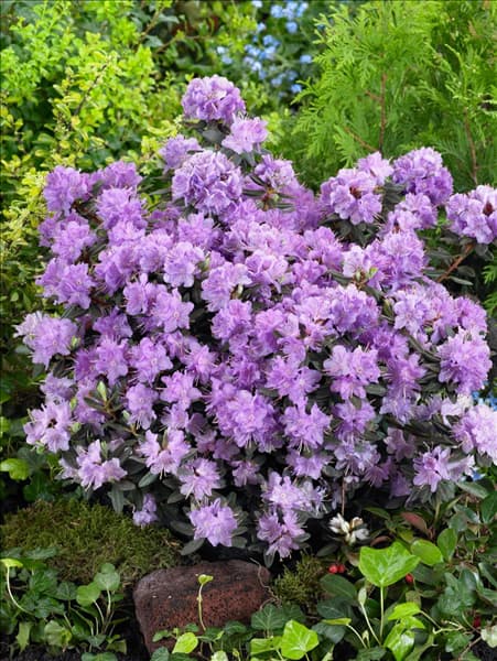 Rhododendron impeditum Ramapo