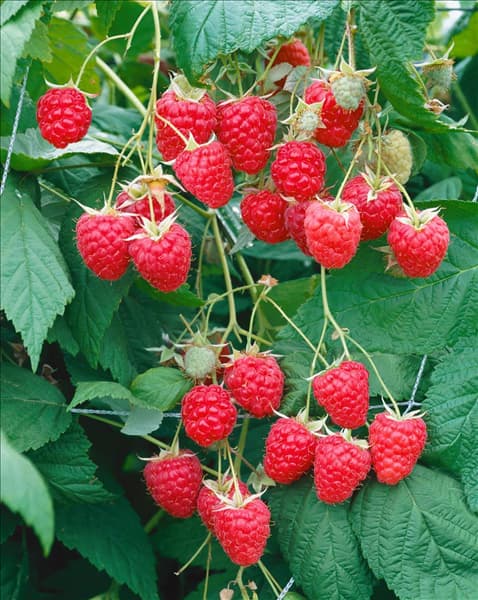 Rubus idaeus Elida