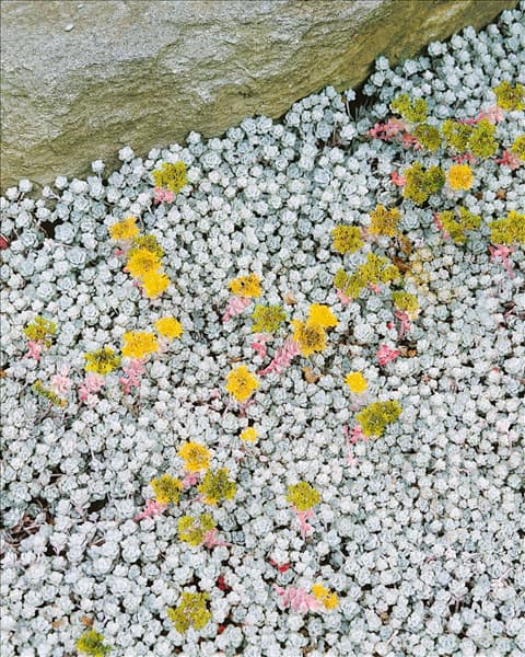 Sedum spathulifolium Cape Blanco
