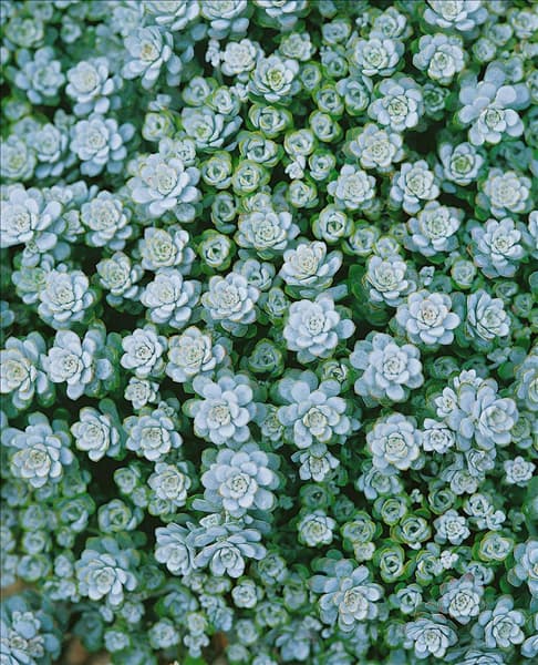 Sedum spathulifolium Cape Blanco