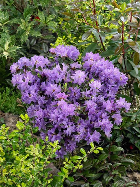 Rhododendron impeditum Blue Tit Magor