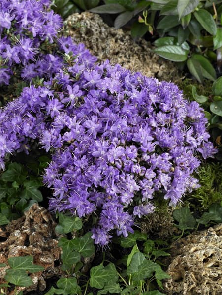 Rhododendron impeditum