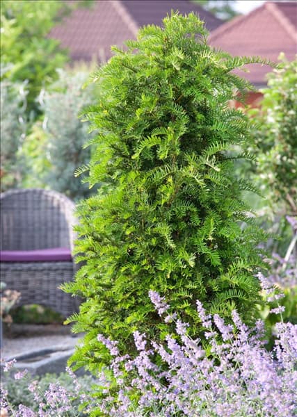 Taxus baccata