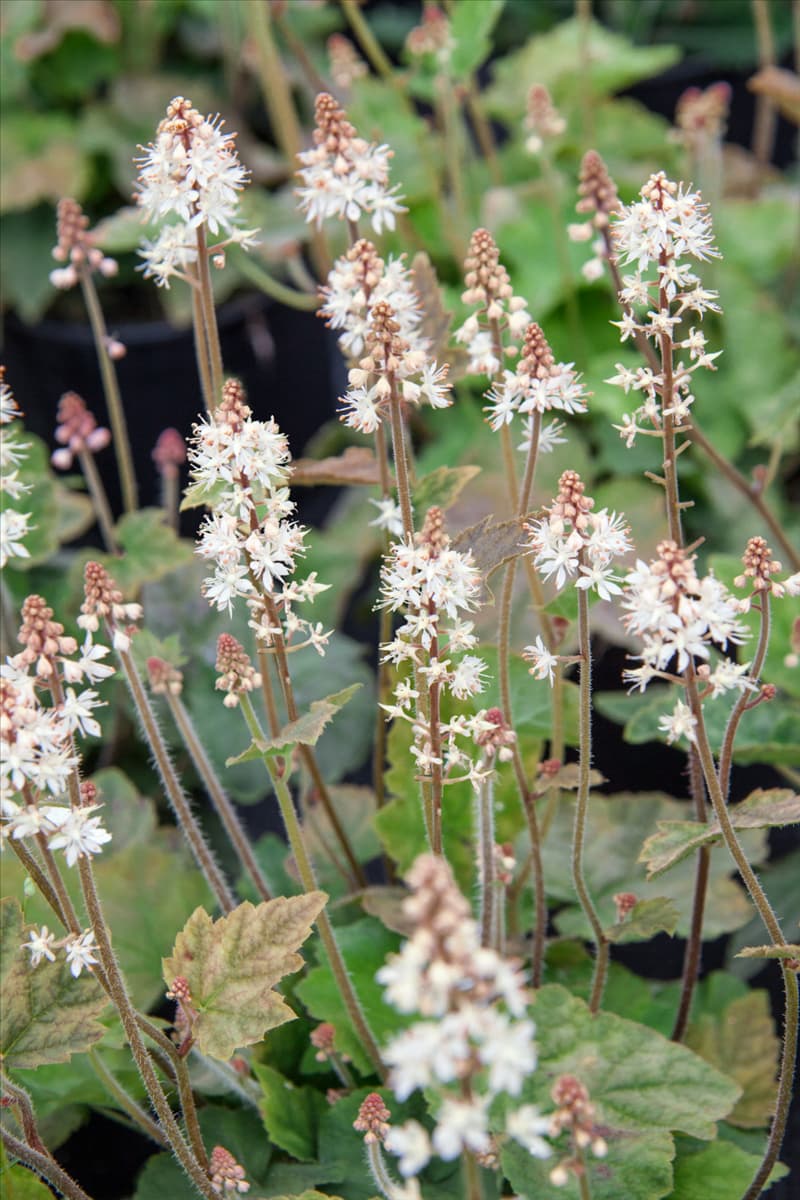 Tiarella wherryi