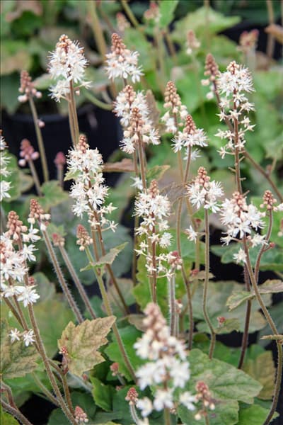 Tiarella wherryi
