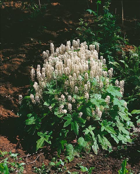 TIARELLA wherryi