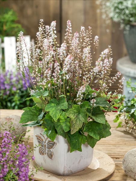 Tiarella wherryi