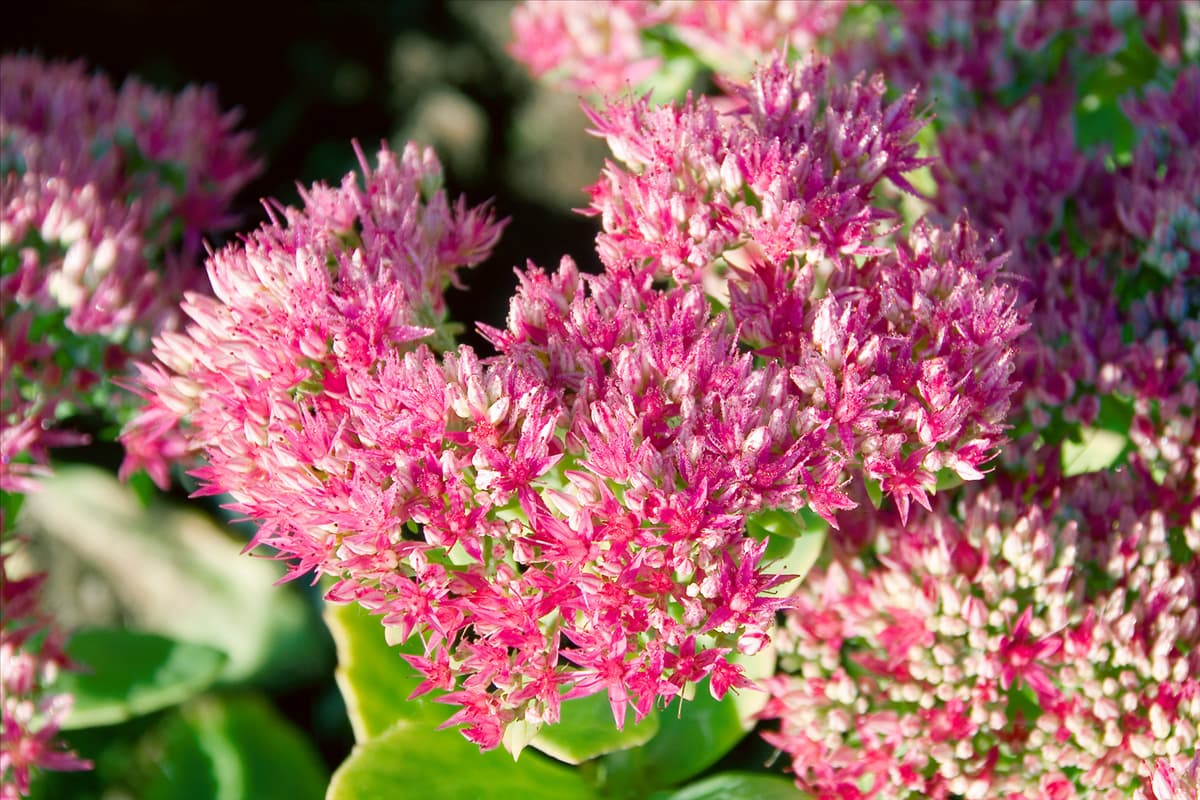Sedum spectabile Abendrot