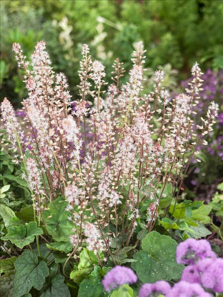 Tiarella wherryi