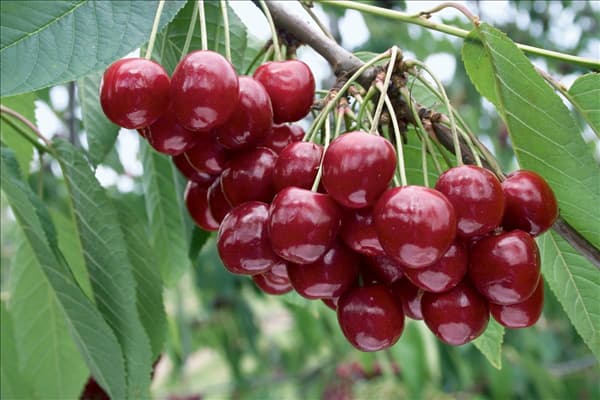 Prunus avium Regina