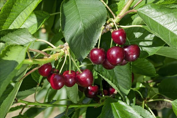 Prunus avium Regina