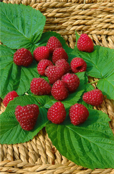 Rubus idaeus Zeva