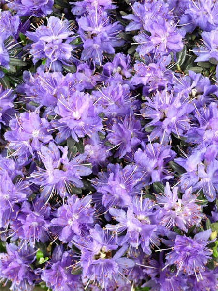 Rhododendron impeditum Azurika