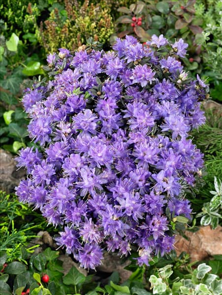 Rhododendron impeditum Azurika