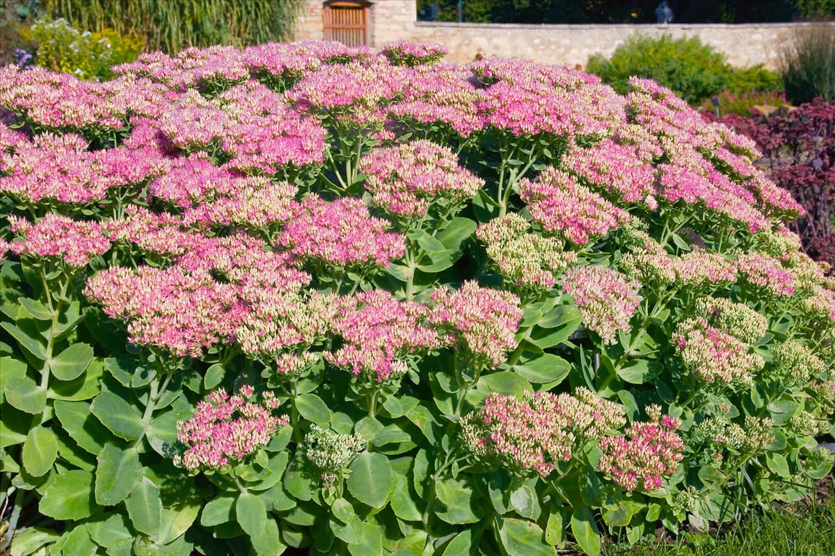 Sedum spectabile Rosenteller