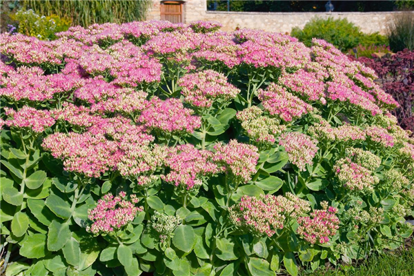Sedum spectabile Rosenteller