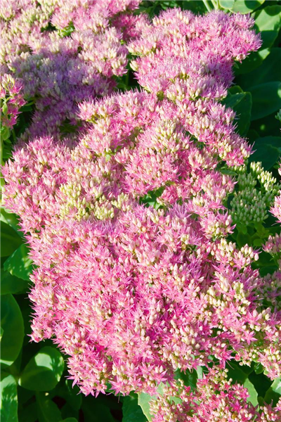 Sedum spectabile Rosenteller