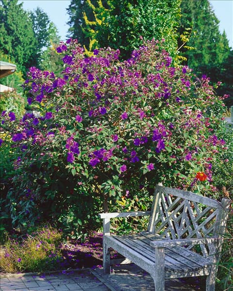 Tibouchina urvilleana