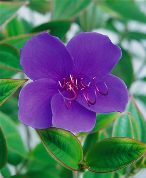 Tibouchina urvilleana