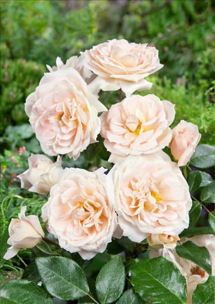 Rosa 'Lions-Rose'®
