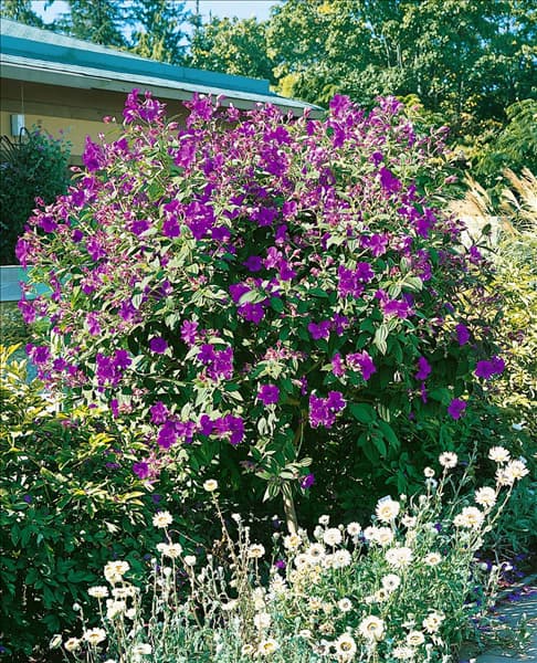 Tibouchina urvilleana