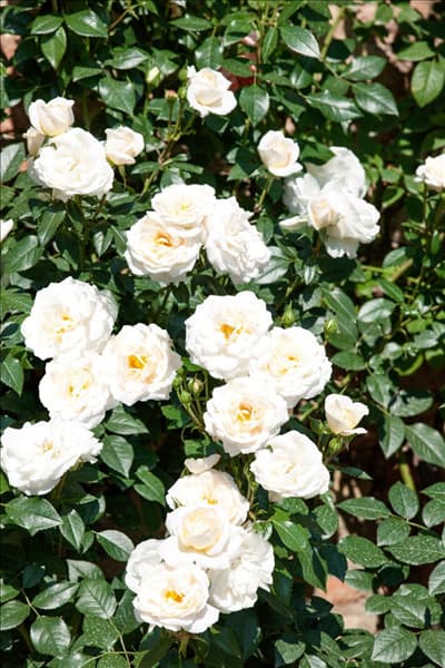 Rosa Lions Rose