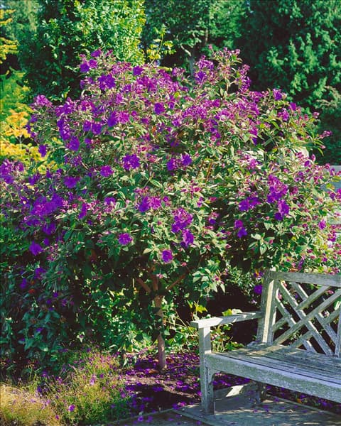 Tibouchina urvilleana