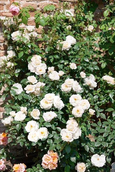 Rosa Lions Rose