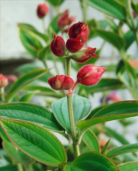 Tibouchina urvilleana