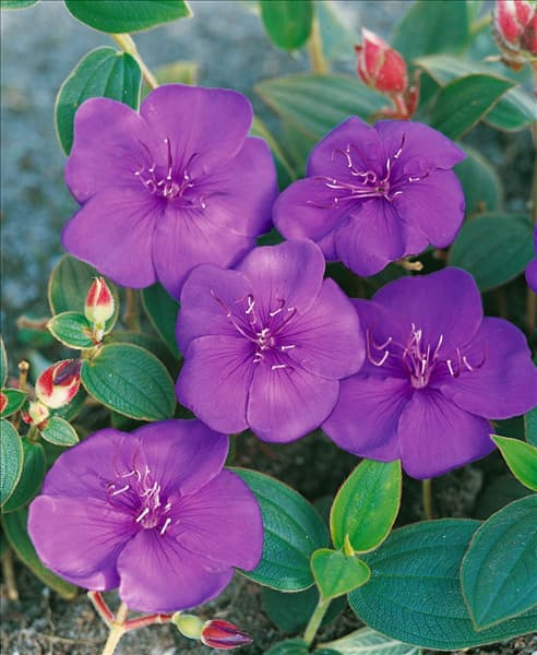 Tibouchina urvilleana Edwardsii