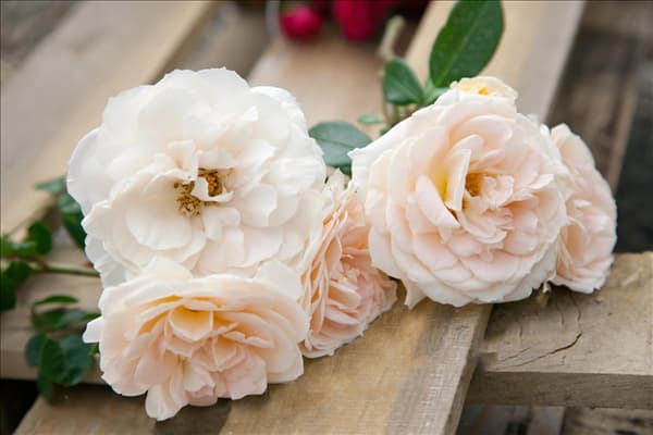 Rosa Lions Rose ®