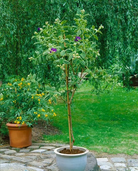 Tibouchina urvilleana
