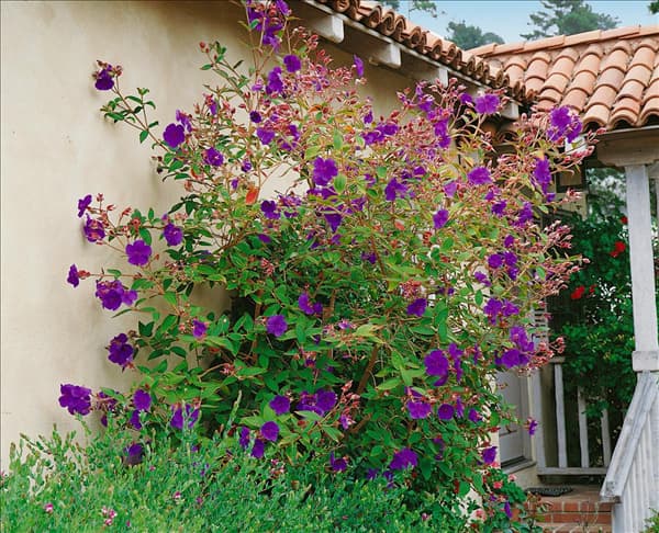 Tibouchina urvilleana