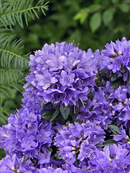 Rhododendron impeditum Blue Tit Magor