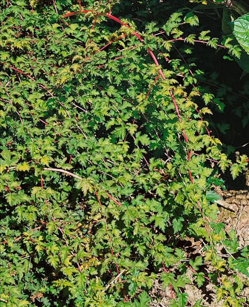 Stephanandra incisa Crispa