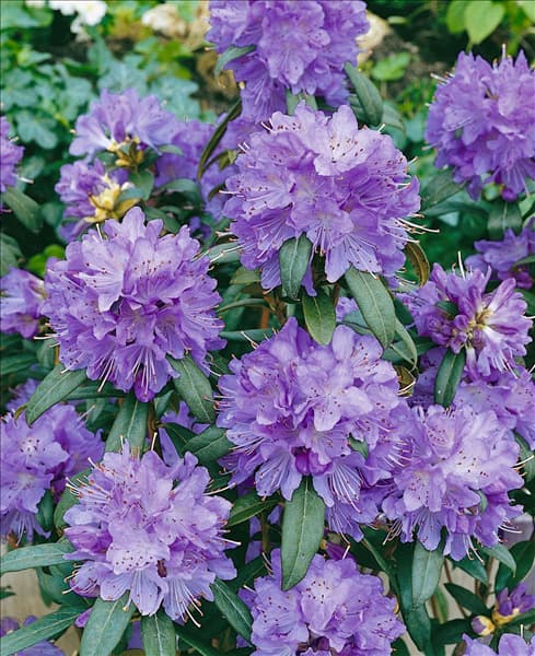 Rhododendron impeditum Blue Tit Magor