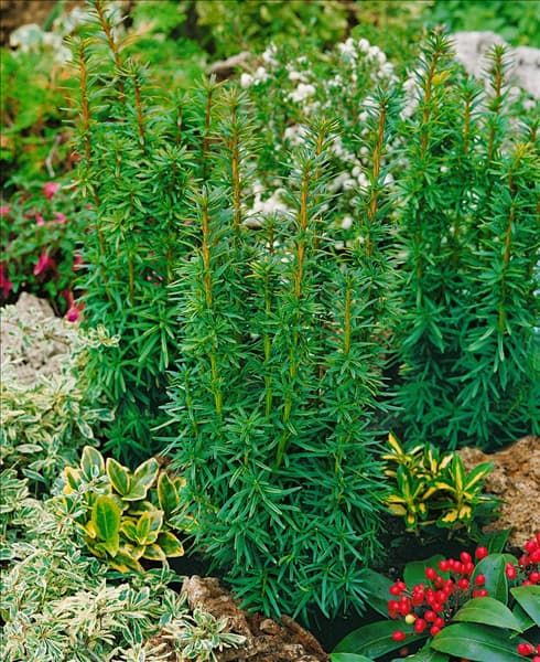 Taxus baccata David