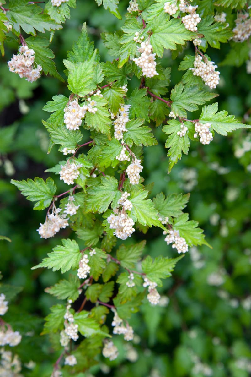 Stephanandra incisa Crispa