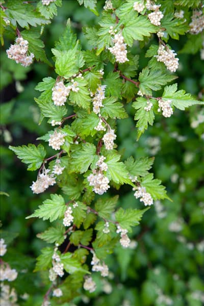 Stephanandra incisa Crispa