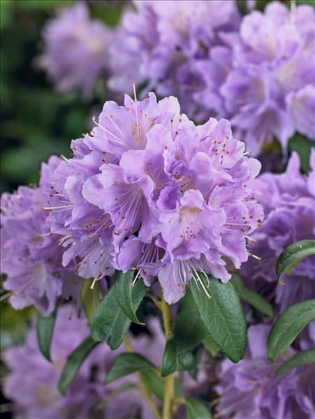 Rhododendron impeditum Blue Tit Magor