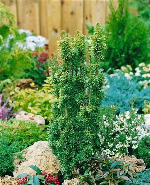 Taxus baccata David
