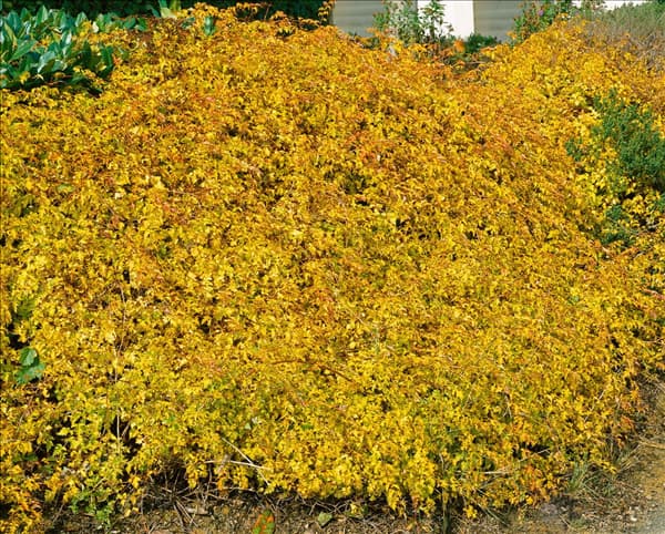 Stephanandra incisa Crispa in autumn