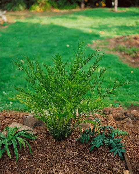 PTERIS DENTATA